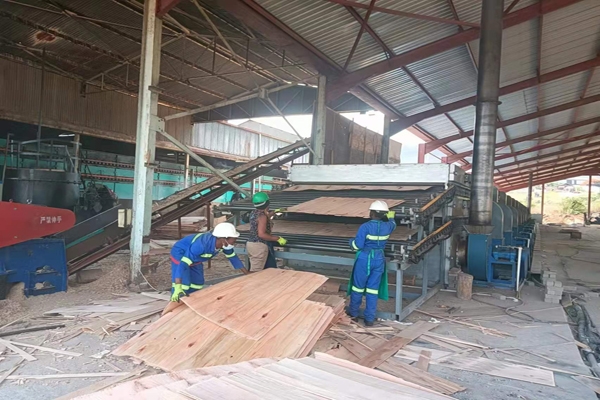 杨木单板国产午夜在线看